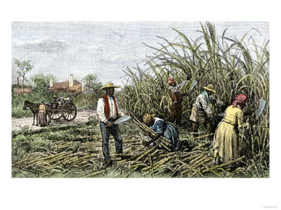 black-slaves-harvesting-sugar-cane-on-a-plantation-in-the-u-s-south-c-1800.jpg